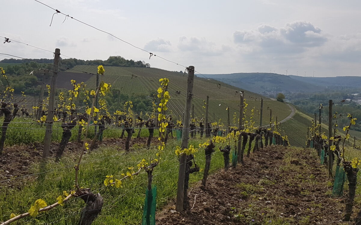 Ein Weinberg mit Panorama im Frühling Ein Weinberg mit Panorama im Frühling